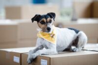 DRES Bürohund Winnie